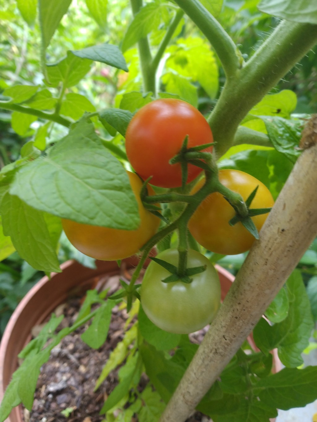 Meet-Cute with AI: How I Fell for&nbsp;Vibecoding